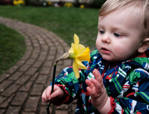 Ev in his puddlesuit in the garden sniffing a yellow daffodil